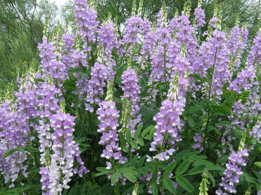 Галега (рута или козлятник)