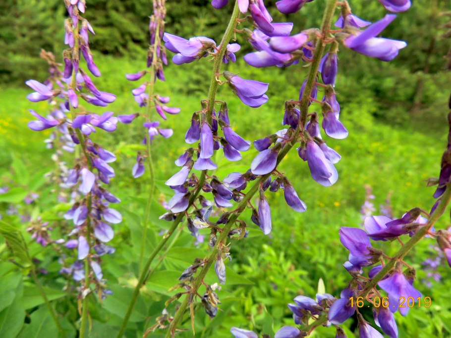 Трава Восточный козлятник