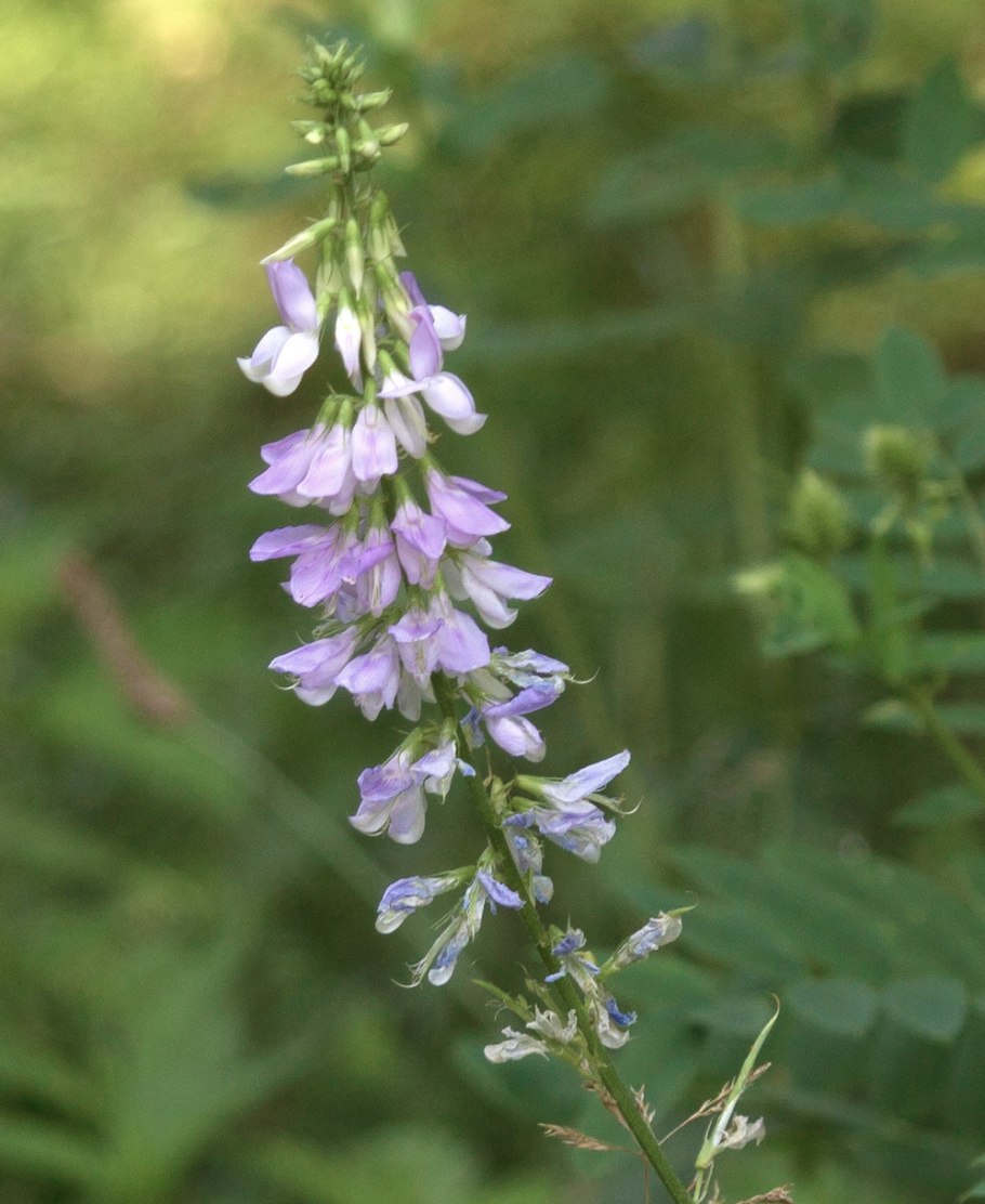 Галега козлятник трава