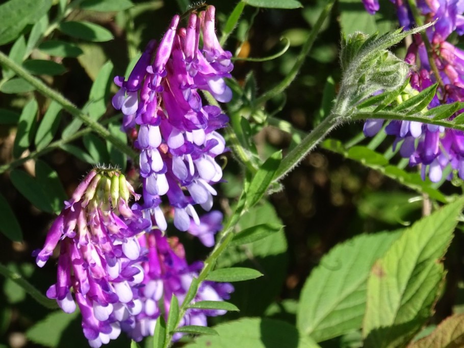 Галега Восточная козлятник Восточный