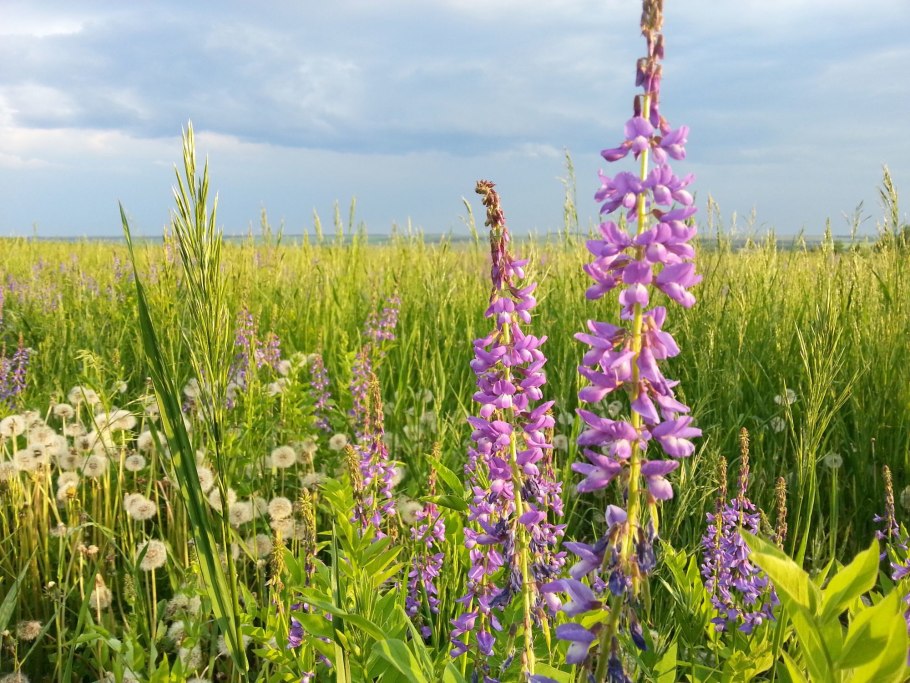 Козлятник Луговой