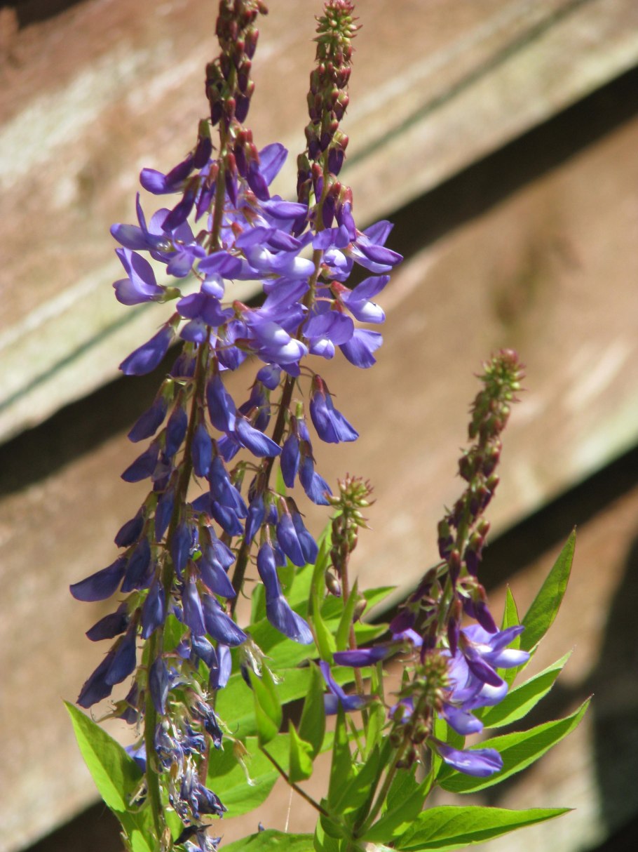 Галега трава