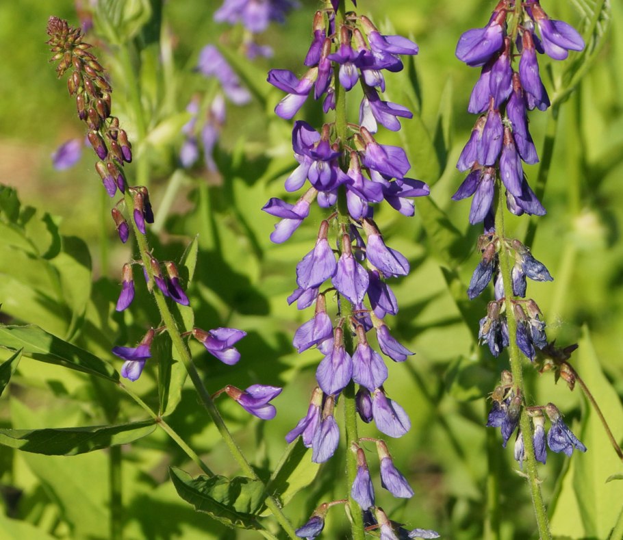 Козлятник медонос