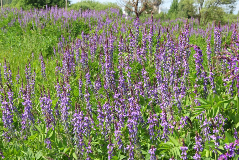 Козлятник Галега