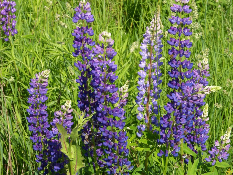 Галега Восточная (козлятник)