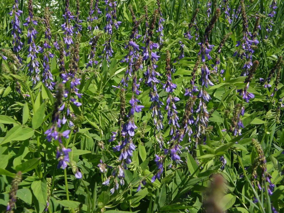 Козлятник Восточный (galega orientalis)