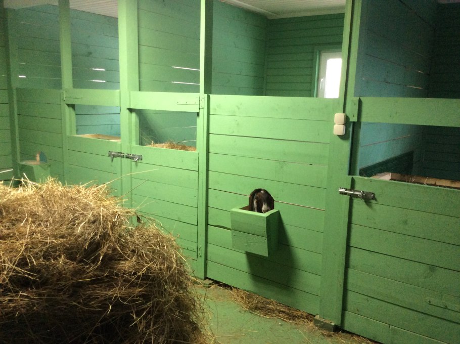 Козлятник трава медонос