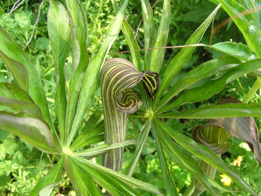 Arisaema Flava