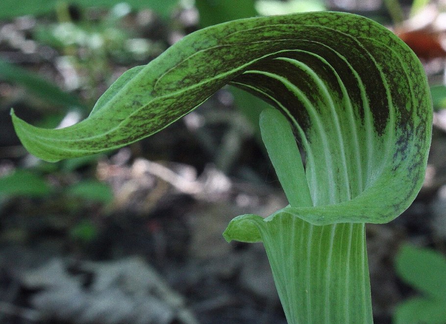 Аризема трехлистная triphyllum