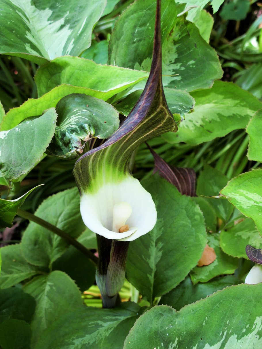 Arisaema komarovii Аризема Комарова