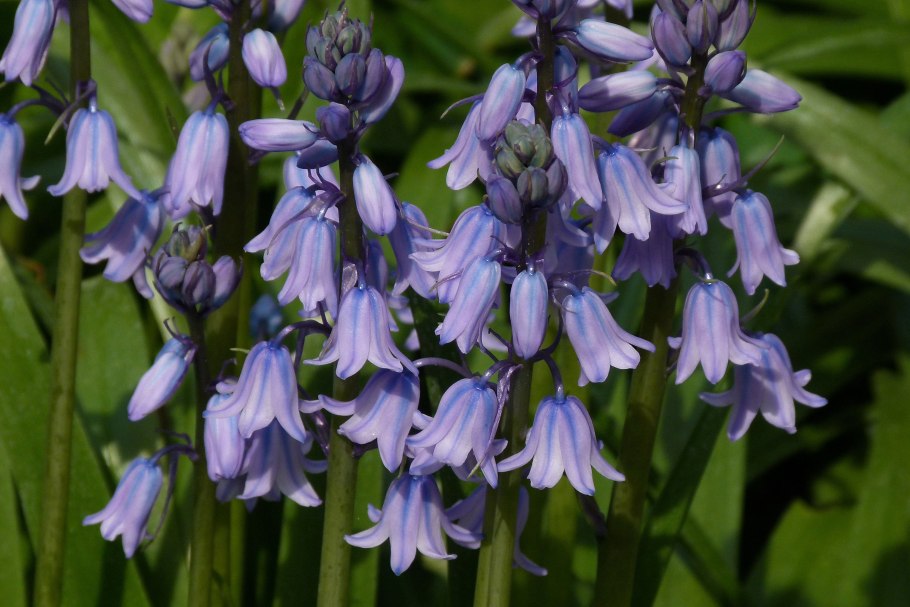 Bluebell-hyacinthoides non-scripta