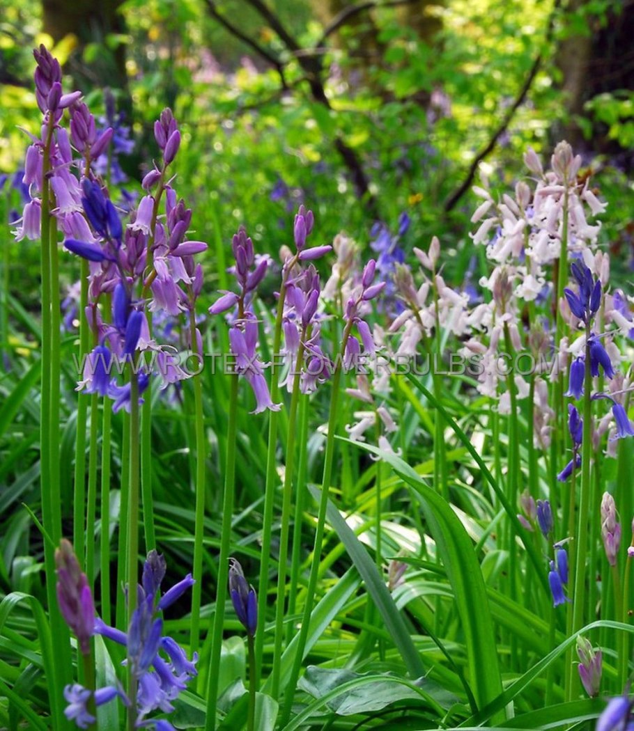 Гиацинтоидес испанский ( hyacinthoides hispanica ) Alba