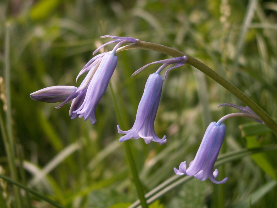 Гиацинтоидес English Bluebells