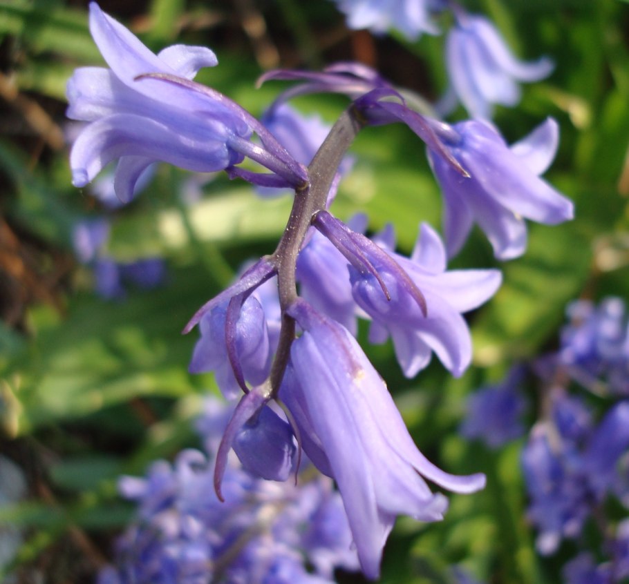Гиацинтоидес (hyacinthoides)