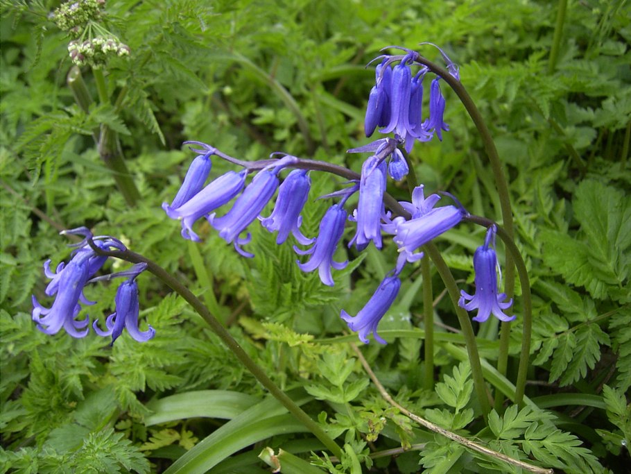 Гиацинтоидес испанский ( hyacinthoides hispanica ) Alba