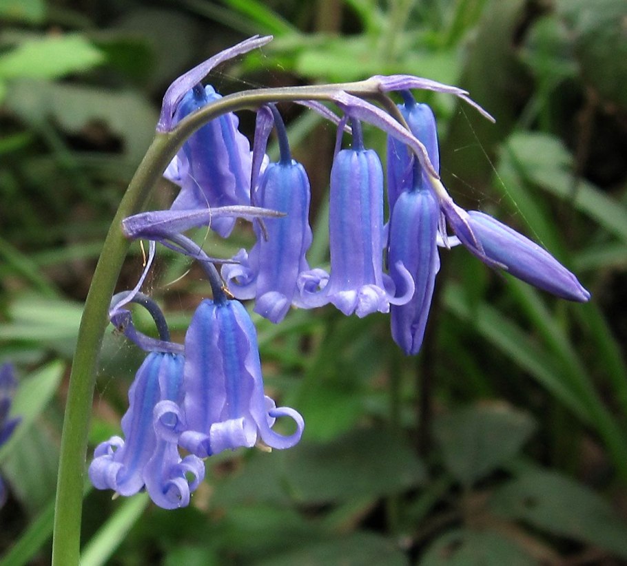 Гиацинтоидес English Bluebells