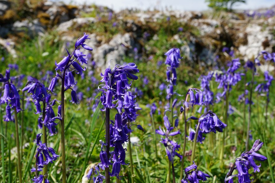 Гиацинтоидес English Bluebells