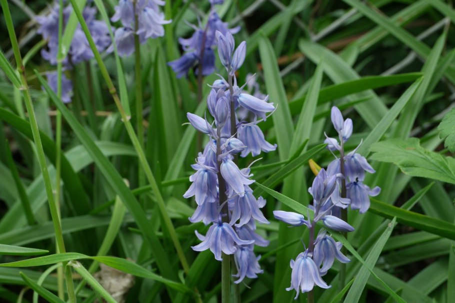 Цветок по английски Bluebell