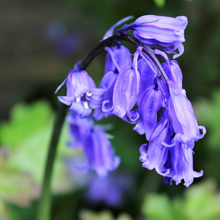 Ирис Пеппард Блубелл Peppered Bluebell