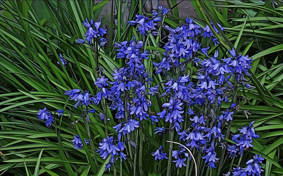 Bluebell-hyacinthoides non-scripta