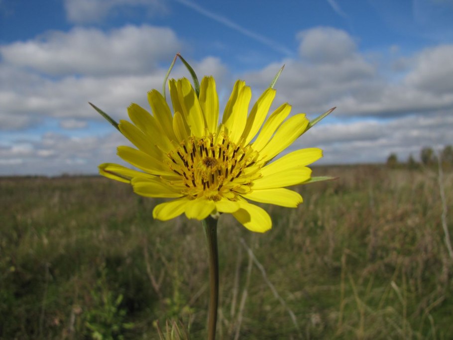Tragopogon orientalis