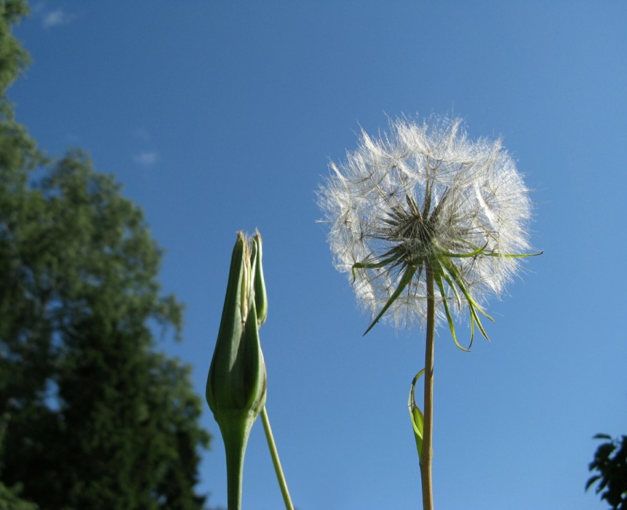 Козлобородник Луговой Tragopogon pratensis