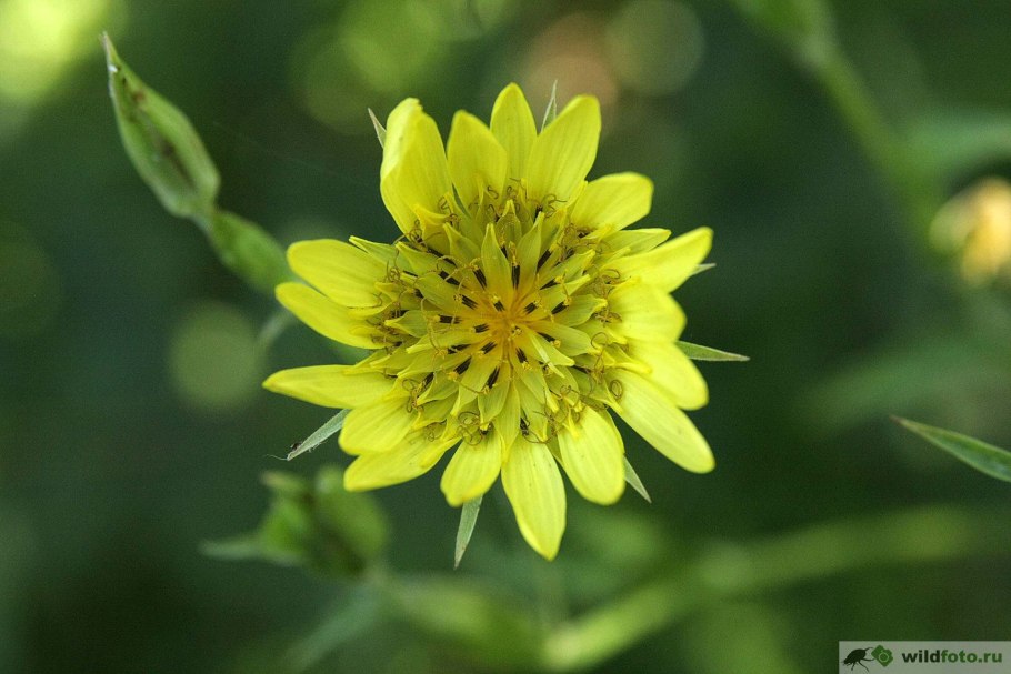 Козлобородник Восточный (Tragopogon orientalis l.)