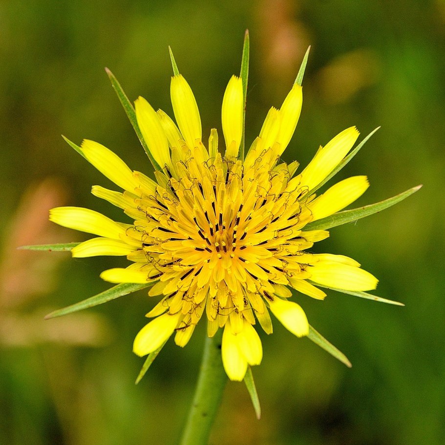Козлобородник Степной