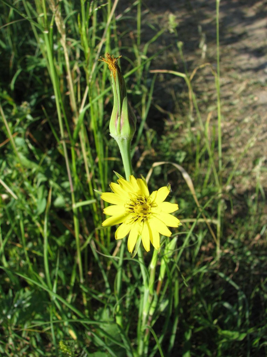 Козлобородник сомнительный Луговой