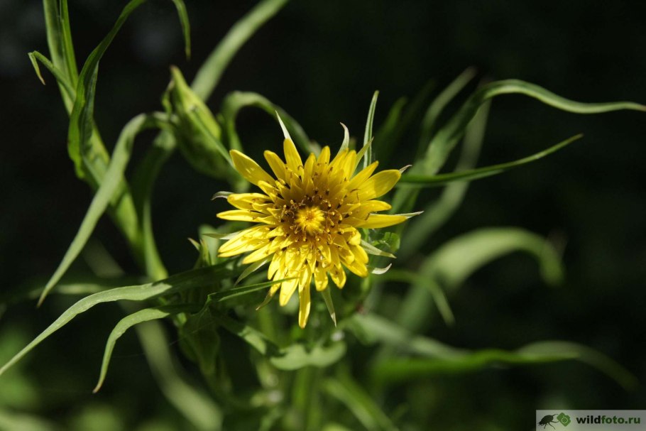 Козлобородник сомнительный Луговой