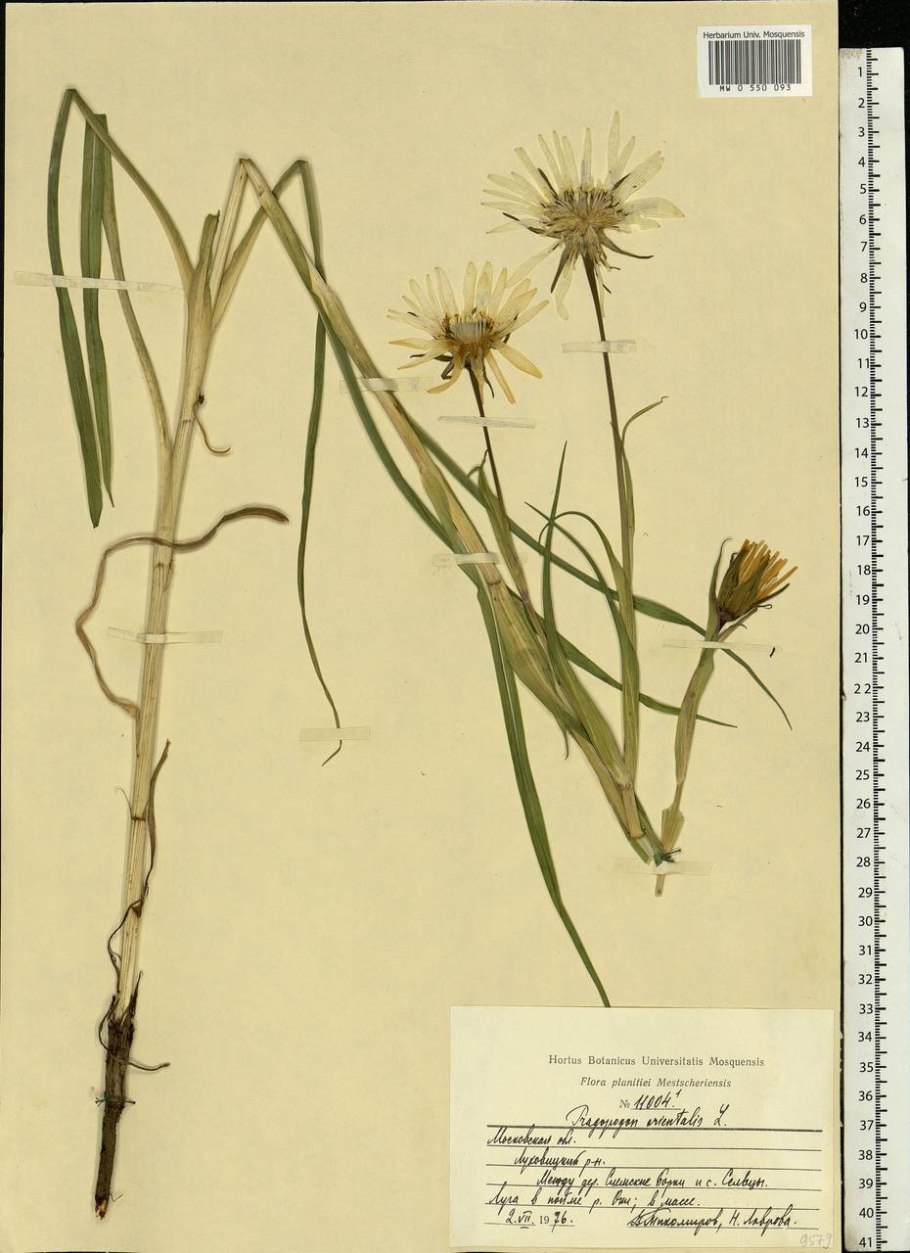 Tragopogon pratensis