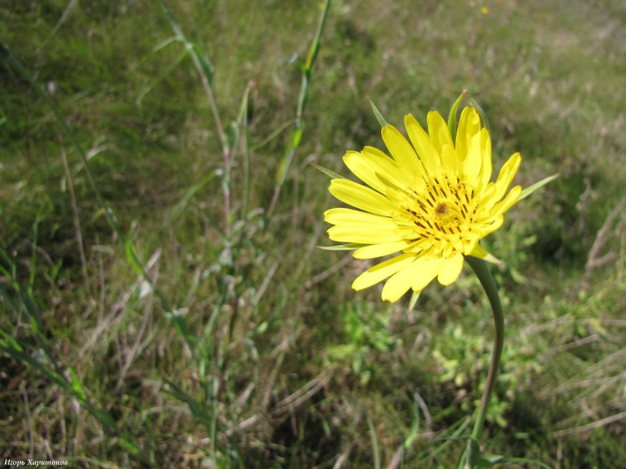 Козлобородник Луговой