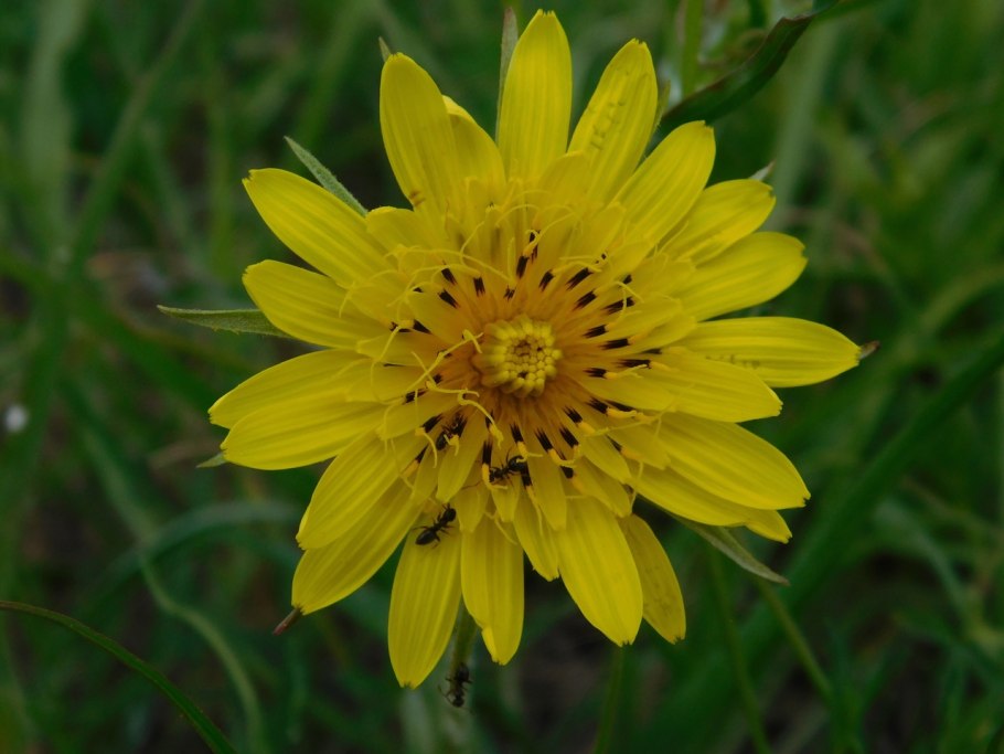 Козлобородник в Татарстане