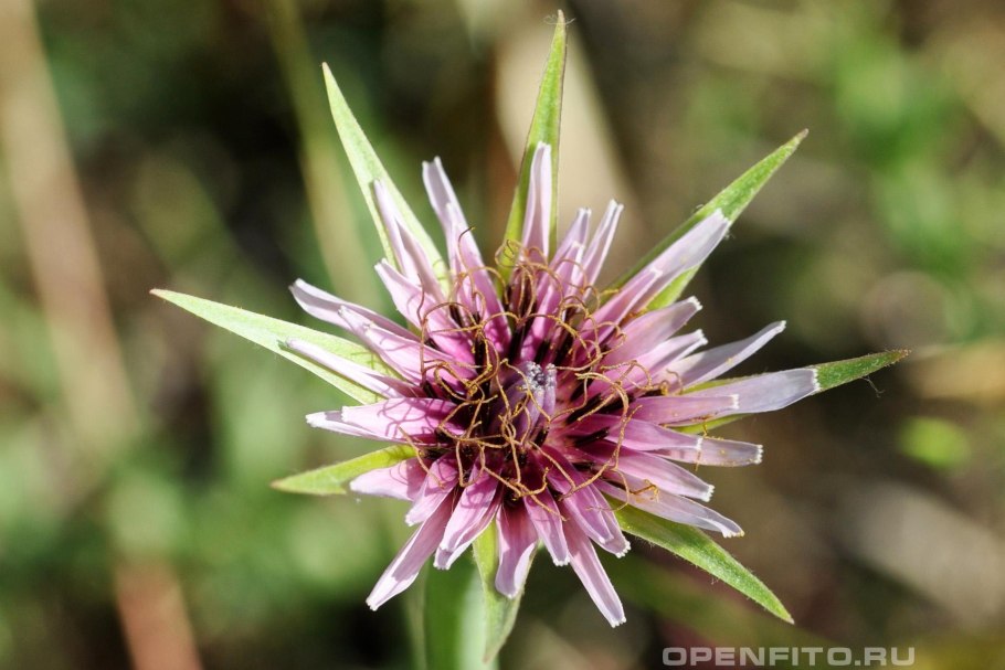 Козлобородник Луговой