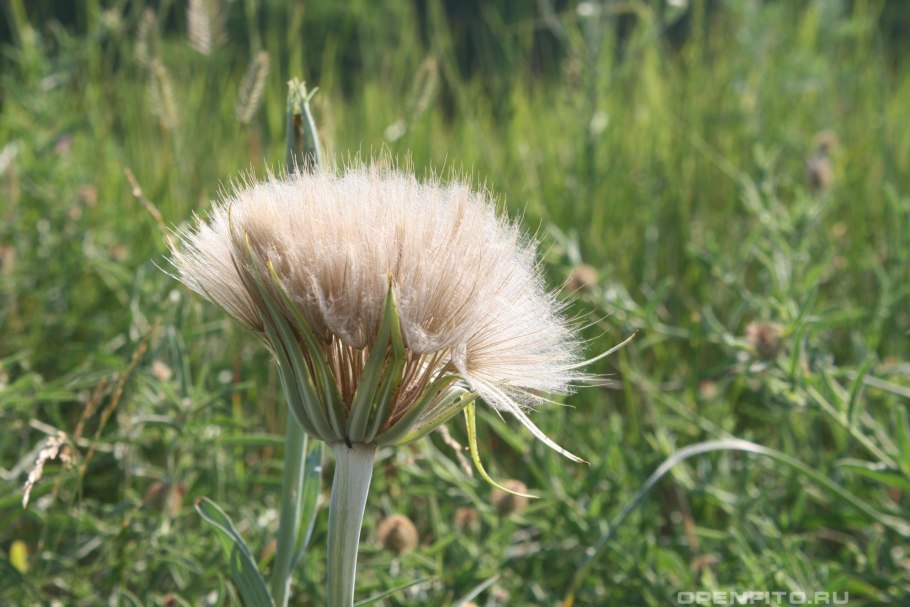 Tragopogon orientalis