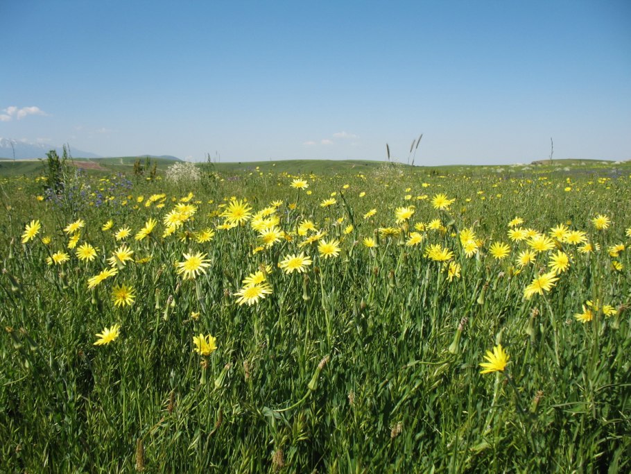 Козлобородник Луговой