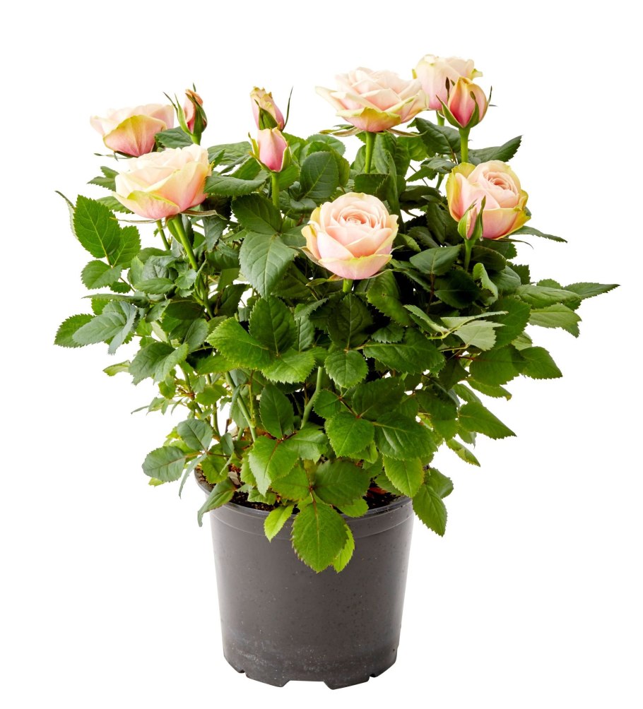 Роза Кордана (Rosa Kordana)