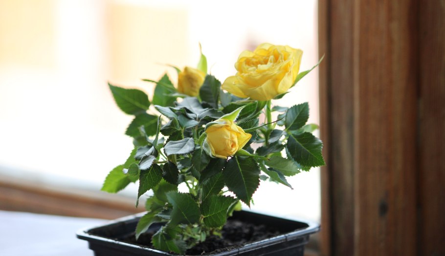 Роза патио жёлтая Солеро