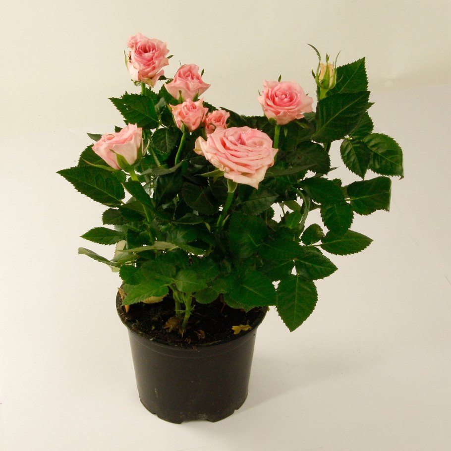 Роза комнатная кустовая