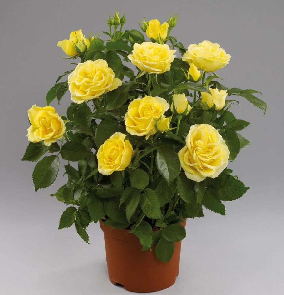 Роза миниатюрная ред Эльф