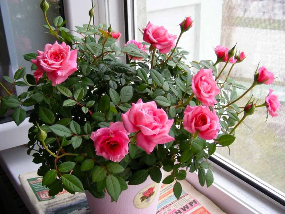 Роза Кордана Гранде Даника