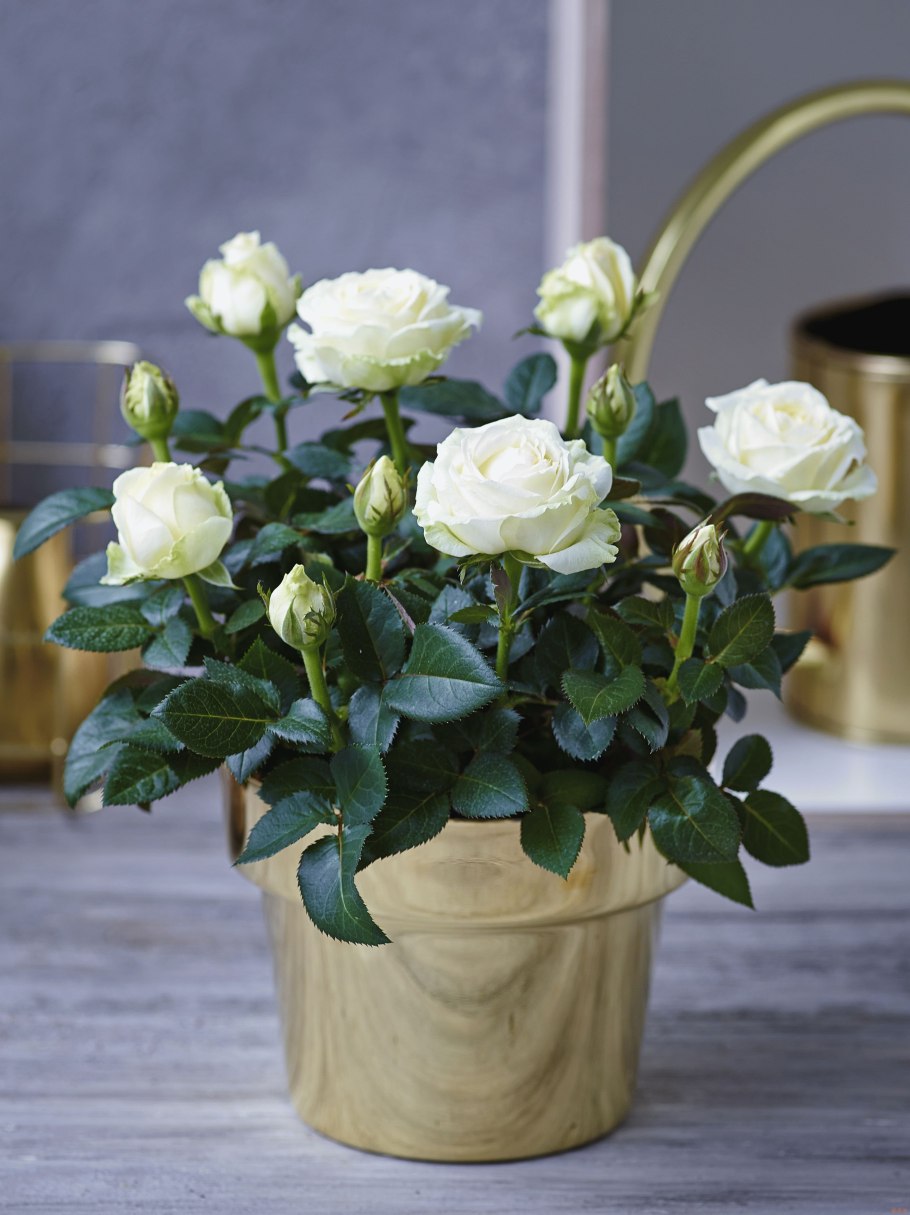 Роза Кордана мини микс