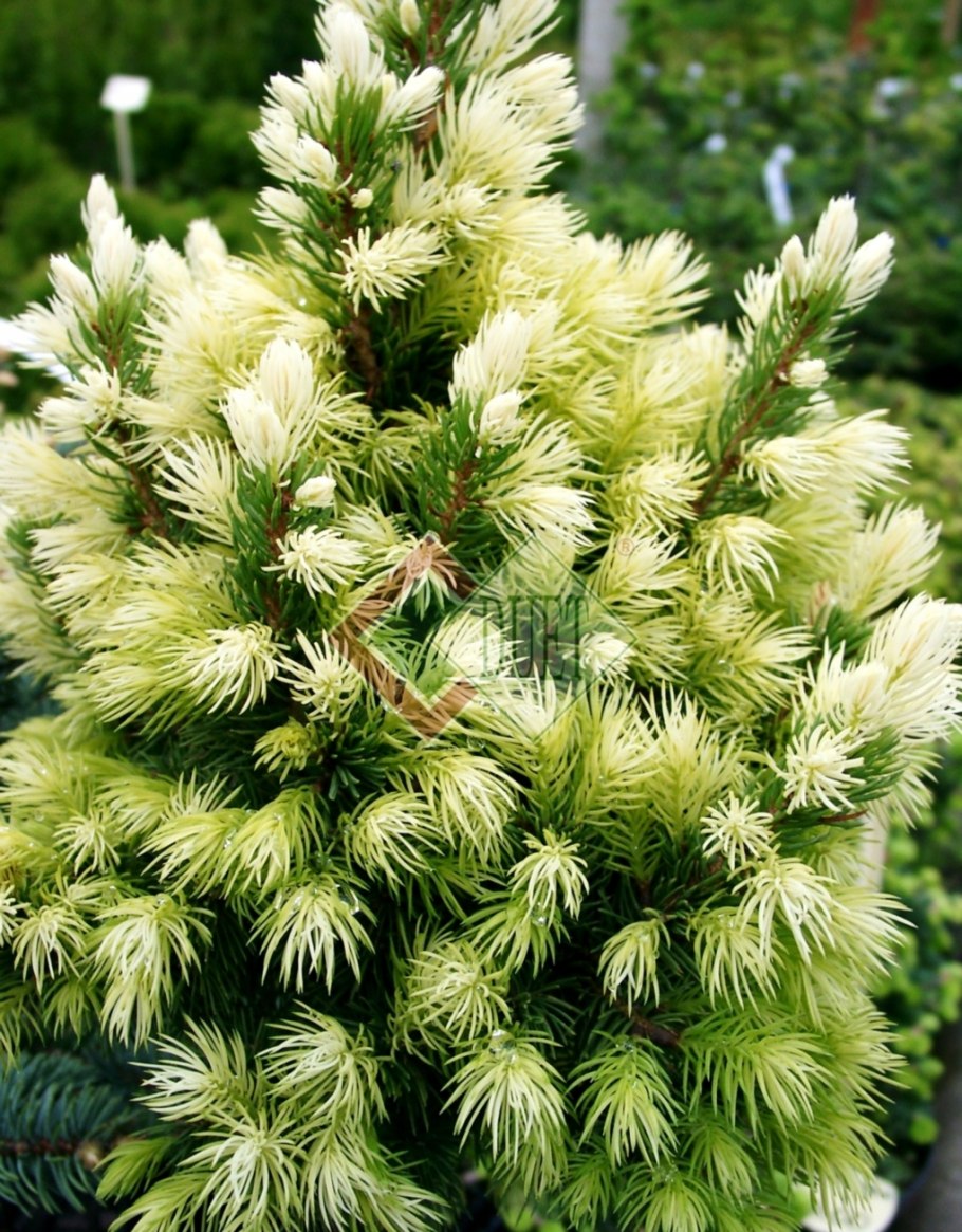 Ель канадская Дейзи Уайт (Picea glauca Daisy's White)