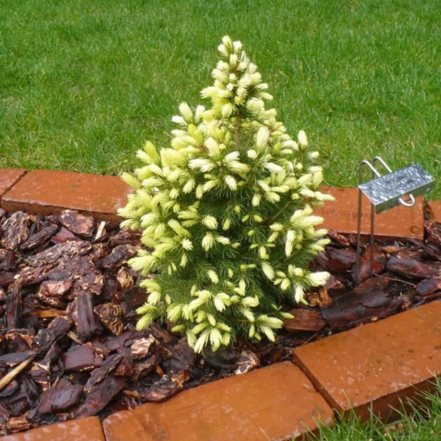 Ель канадская Дейзи Уайт (Picea glauca Daisy's White)