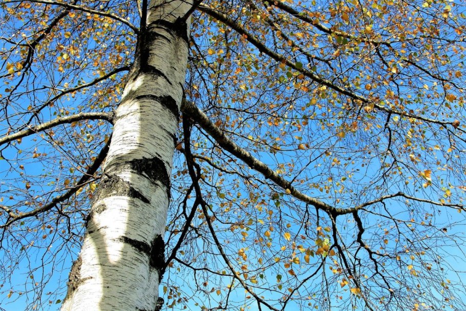 Береза обыкновенная (Betula Alba)