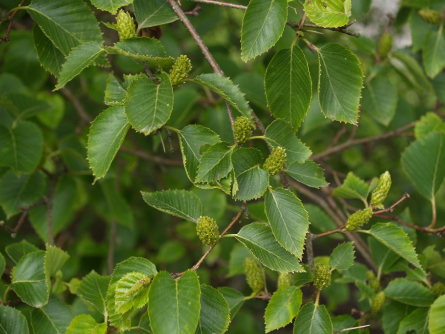 Береза маньчжурская Betula mandshurica