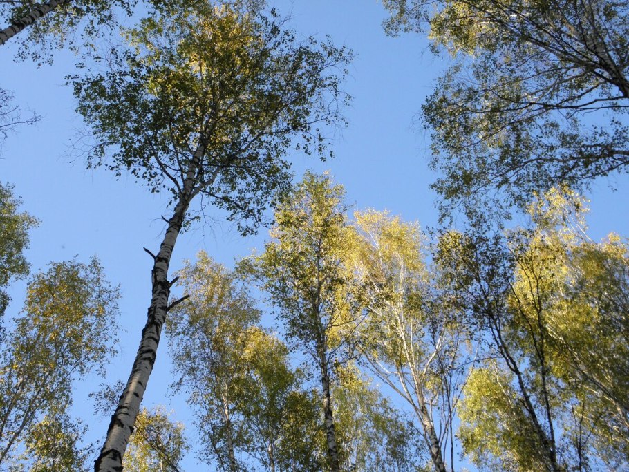 Береза маньчжурская