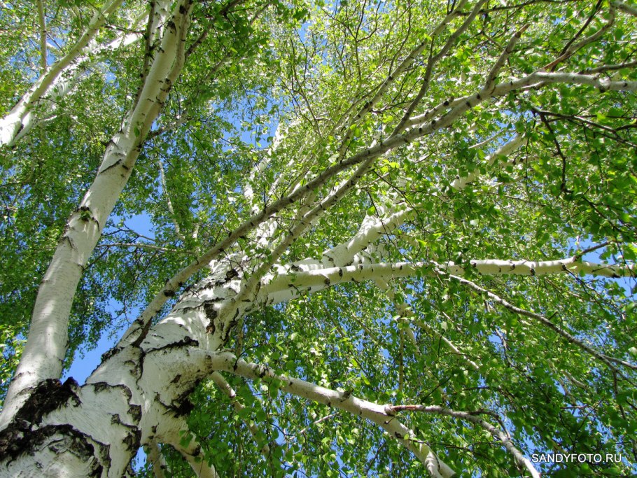 Betula ovalifolia