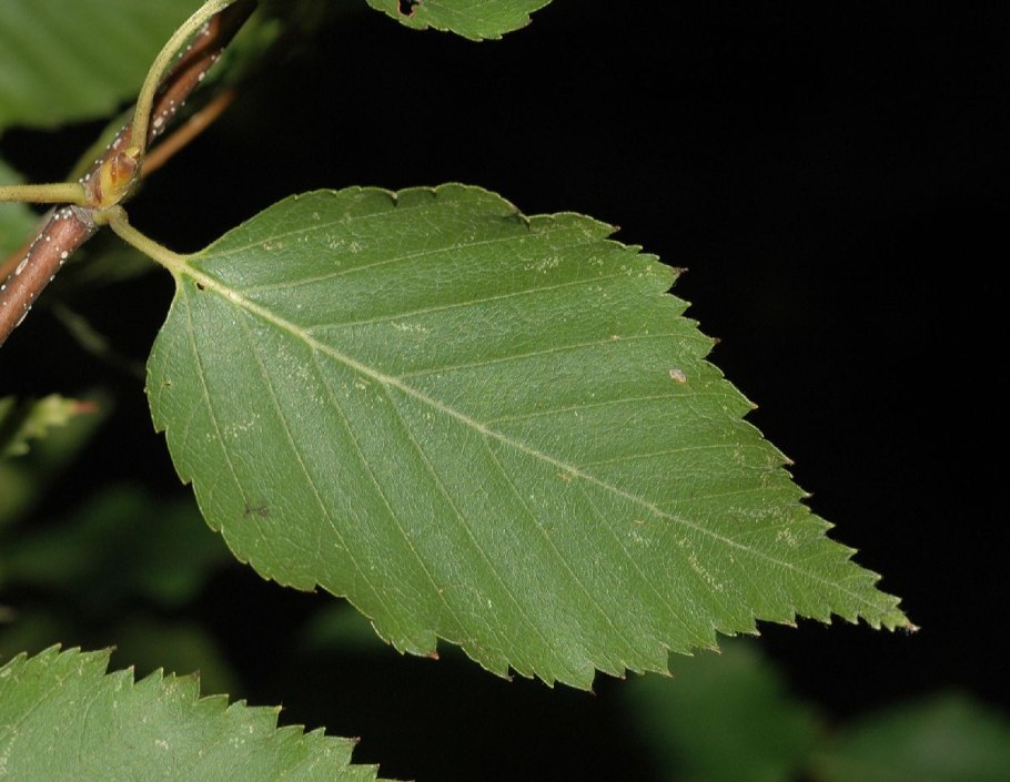 Береза ребристая – betula costata