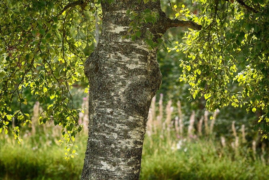 Betula Obelisk